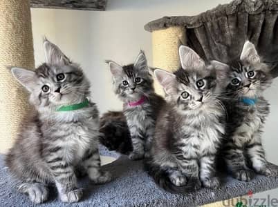 Whatsapp Me +972555074990 Maine Coon Cats