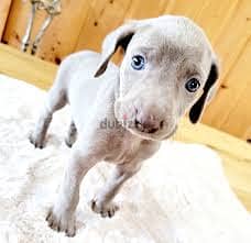 Whatsapp Me +96878738119 Weimaraner for sale