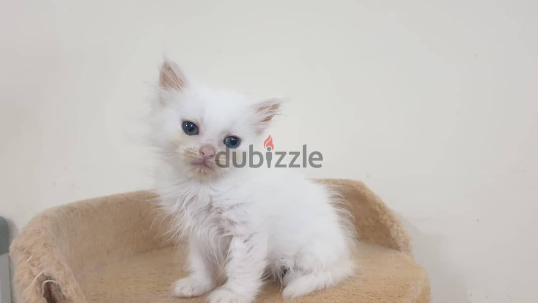 Kittens for Sale 2