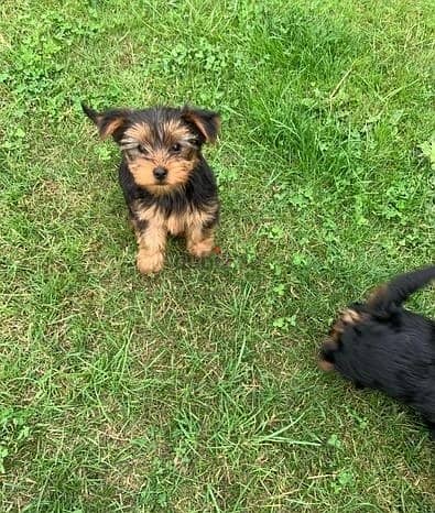 Whatsapp Me +972555074990 Yorkshire Terrier 1