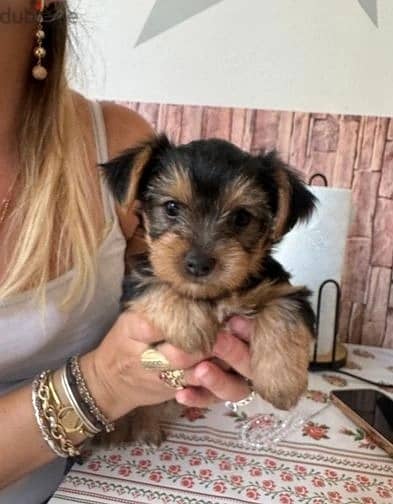 Whatsapp Me +972555074990 Yorkshire Terrier