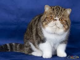 Whatsapp Me +96878738119 Exotic Shorthair for sale 0