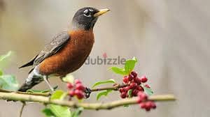 Whatsapp Me +96878738119 Amercian Robin for sale