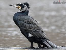 Whatsapp Me +96878738119 Cormorant for sale