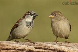 Whatsapp Me +96878738119 House Sparrow for sale