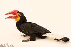 Whatsapp Me +96878738119 Hornbill for sale