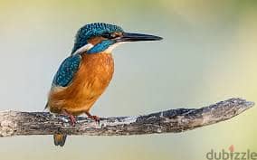 Whatsapp Me +96878738119 Kingfisher for sale