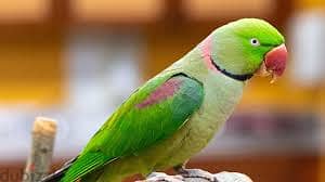 Whatsapp Me +96878738119 Parakeet for sale