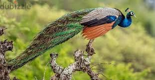 Whatsapp Me +96878738119 Peacock for sale