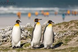 Whatsapp Me +96878738119 Penguins for sale