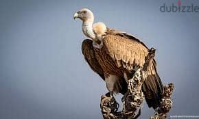 Whatsapp Me +96878738119 Vulture for sale