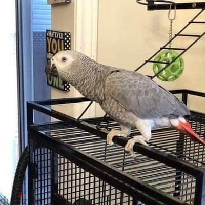 Whatsapp Me +966588993320 African Gray Parrots