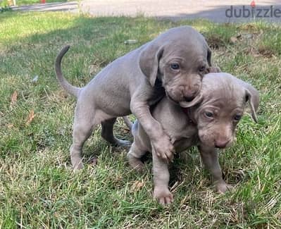 Whatsapp Me +966583921348 Weimaraner Puppies