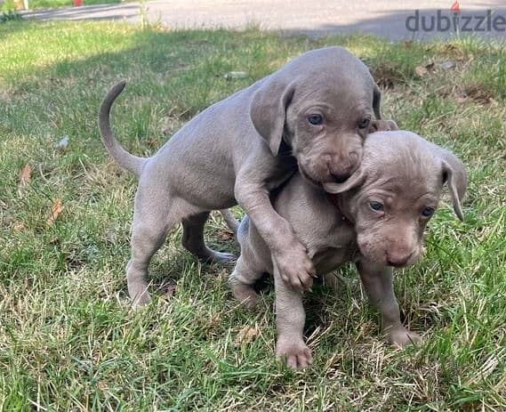 Whatsapp Me +966583921348 Weimaraner Puppies 0