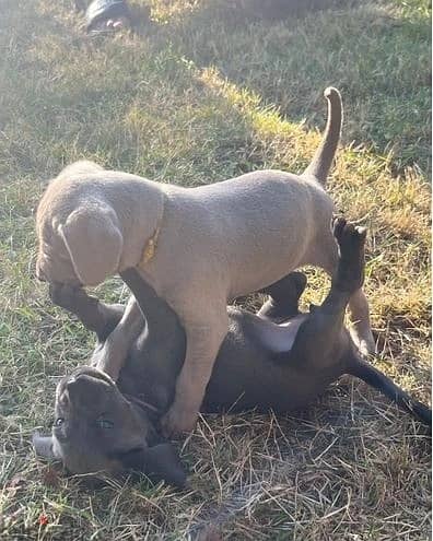 Whatsapp Me +966583921348 Weimaraner Puppies 1