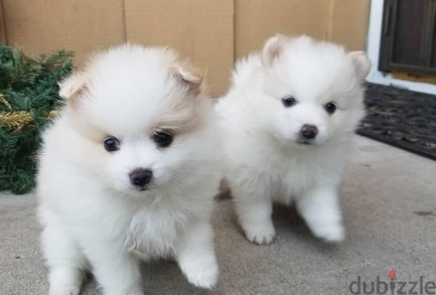 Whatsapp Me +972555074990 Pome-ranian Puppies 1