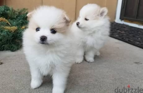 Whatsapp Me +972555074990 Pome-ranian Puppies