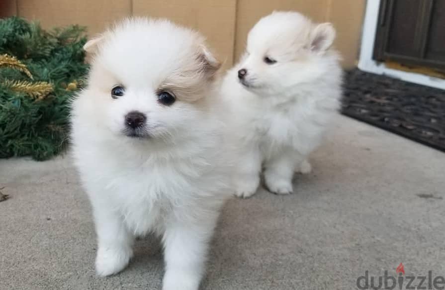 Whatsapp Me +972555074990 Pome-ranian Puppies 0