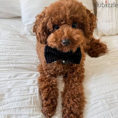 Poodle Puppies// Whatsapp+971552543679