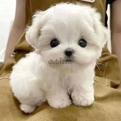 Maltese puppies// WhatsApp +97455792932