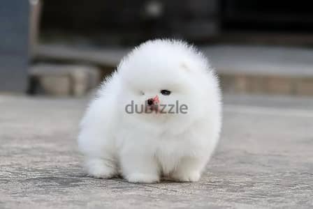 Pomeranian// WhatsApp +97455792932