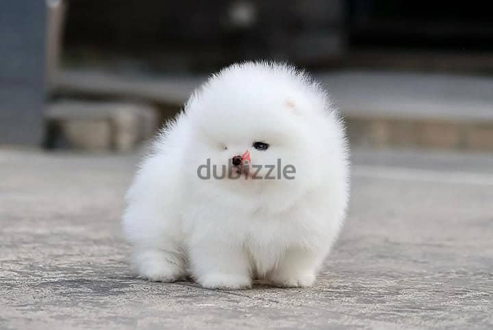 Pomeranian// WhatsApp +97455792932 0