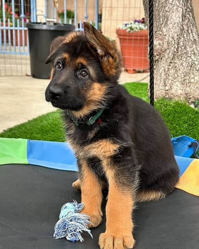 German Shepherd// Whatsapp +97455937699