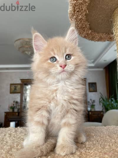 Maine Coons// WhatsApp +971502618837