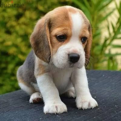 Beagle puppies// WhatsApp +971502618837