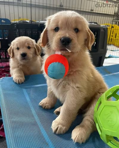 Golden Retriever// WhatsApp. +966568218820