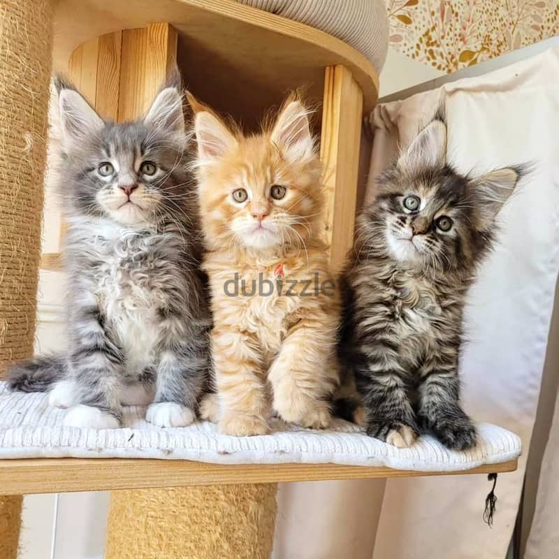 Maine Coons// WhatsApp. +966568218820 0