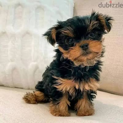 Yorkshire Terrier// WhatsApp. +966568218820