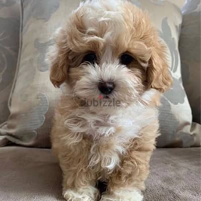 Maltipoo puppies// WhatsApp. +966568218820