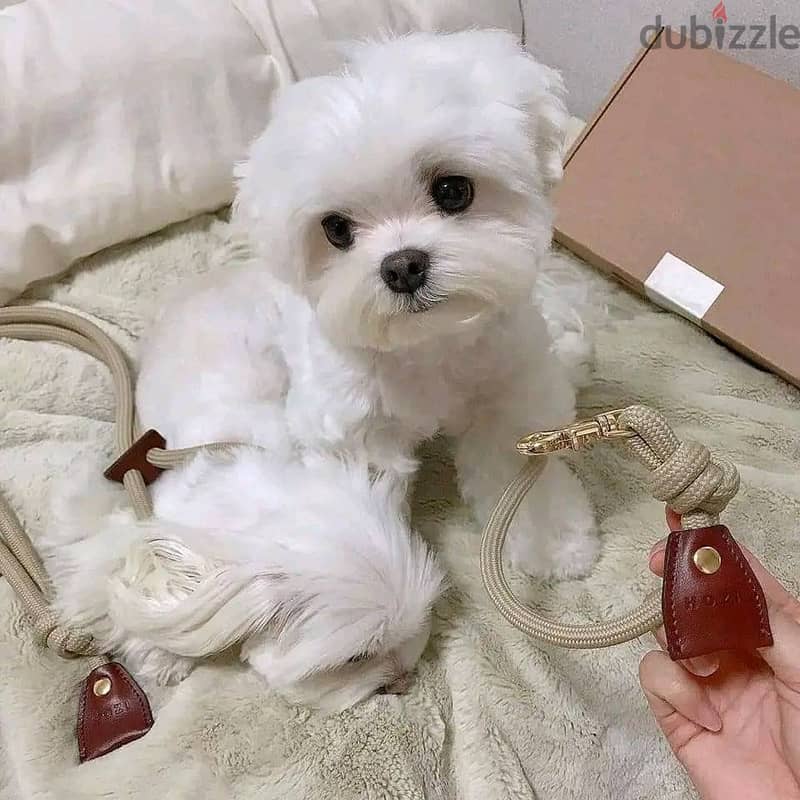 Maltese Puppies// WhatsApp Me +972555077288 1