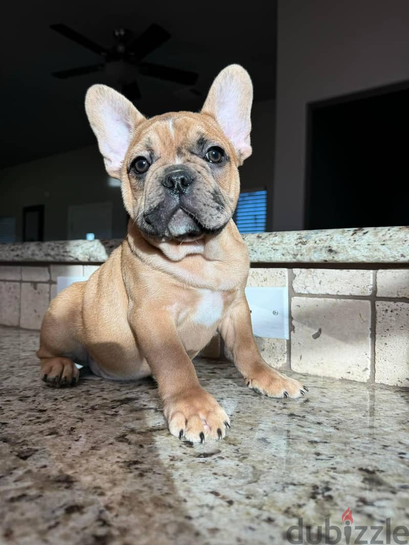 French Bulldog Puppies Whatsapp me +972553390216. 0