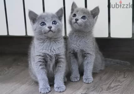 Russian blue kitten available