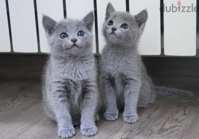 Russian blue kitten available 0