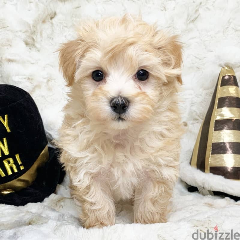 Maltipoo(maltese x poodle) 0