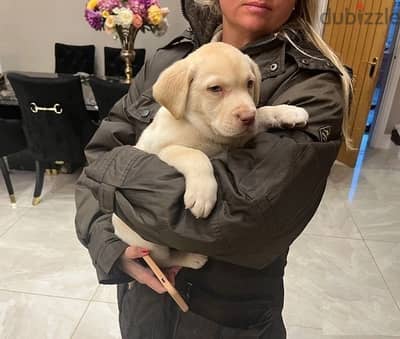 Whatsapp Me +972555074990 Labrador Puppies