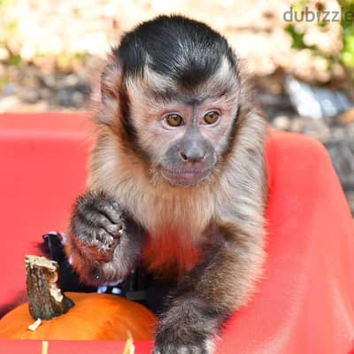 Whatsapp Me +972555074990 Capuchin Monkeys