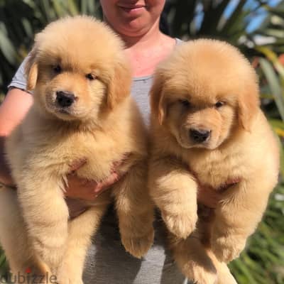 Golden Retriever// WhatsApp. +966568218820