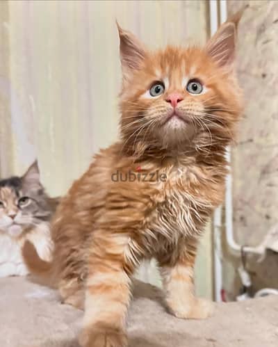 Maine Coons// WhatsApp. +966568218820