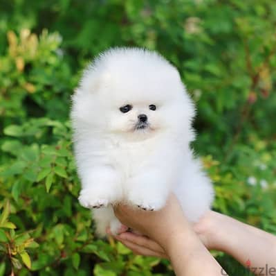 Pomeranian// Whatsapp +97455937699