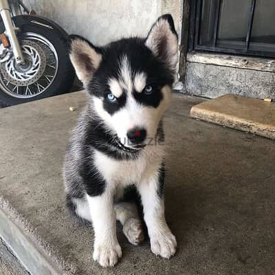 Siberian husky// Whatsapp +97455792932