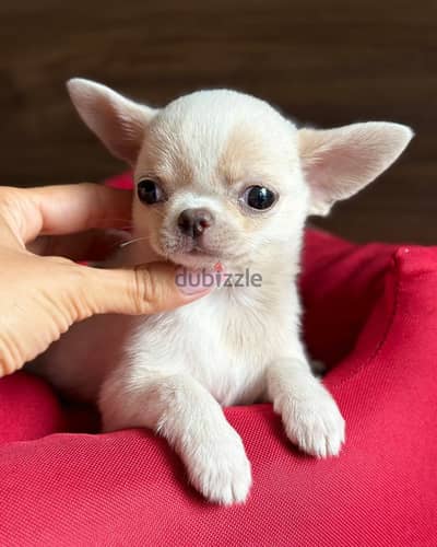 Chihuahua puppies// WhatsApp +97455792932