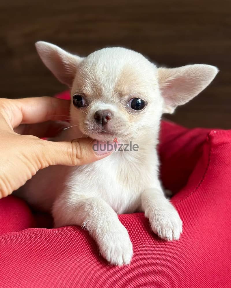 Chihuahua puppies// WhatsApp +97455792932 0