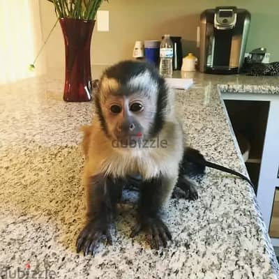 Capuchin monkey// WhatsApp +971502618837