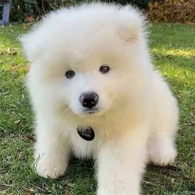 Samoyed// Whatsapp +97455937699