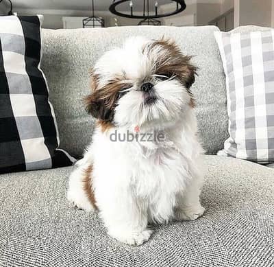 Shih Tzu// Whatsapp +97455937699