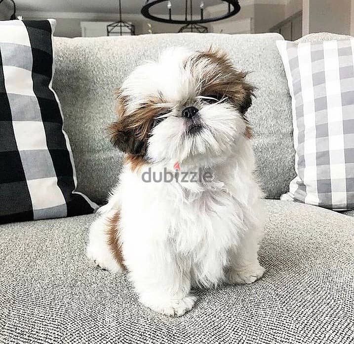 Shih Tzu// Whatsapp +97455937699 0